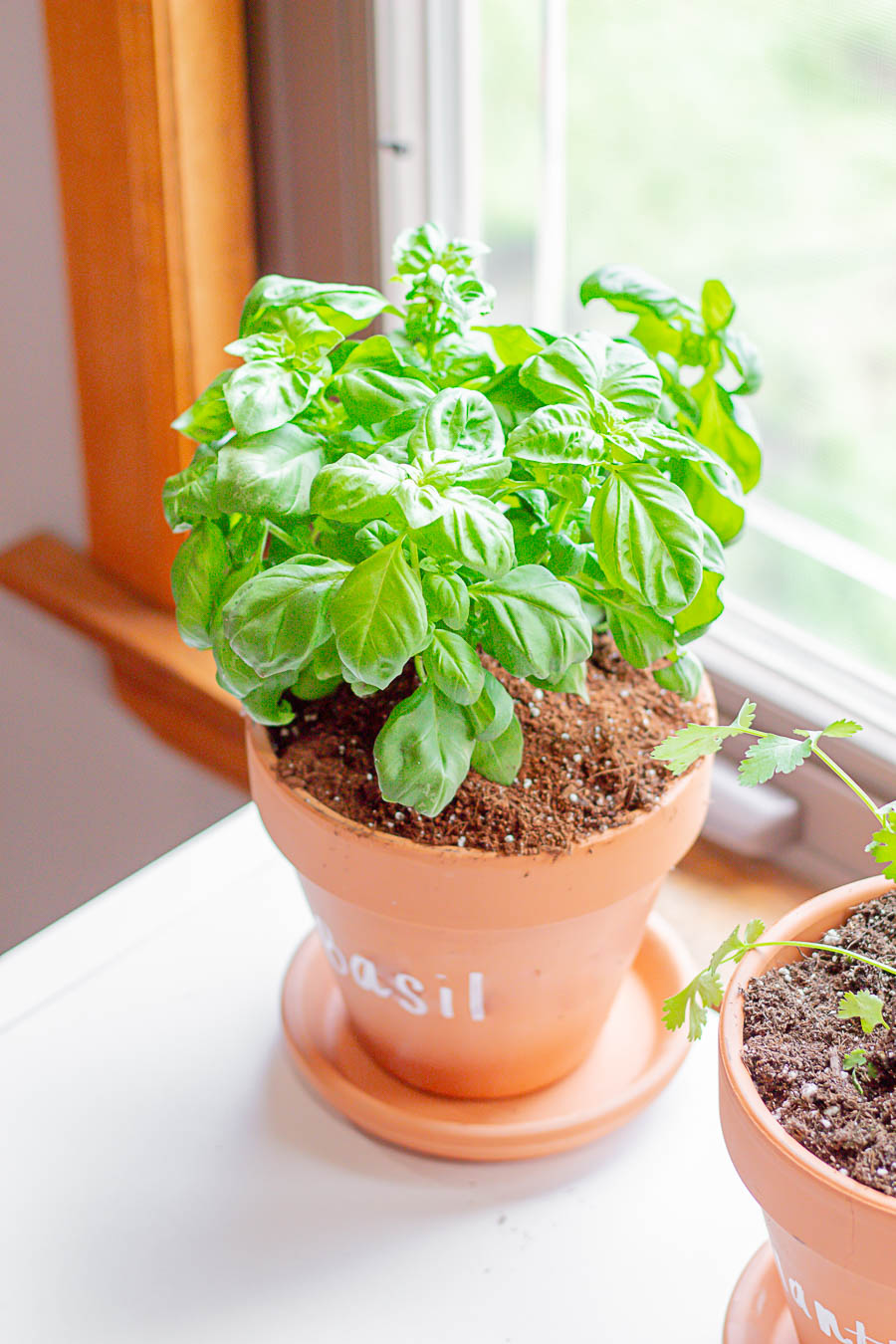 10 indoor herb garden ideas perfect for any space