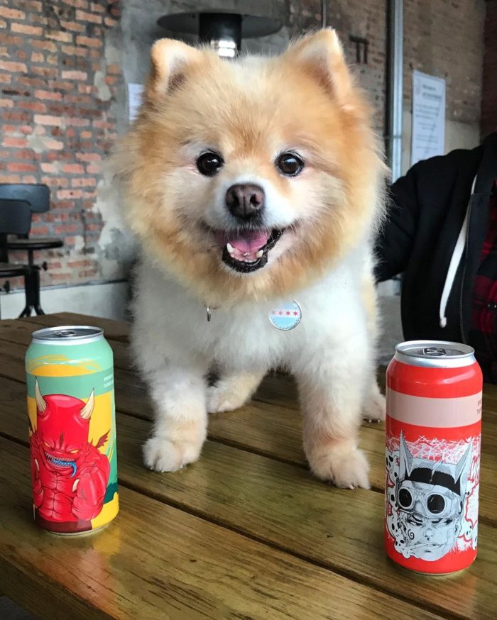 With nicer weather in Chicago, everyone starts googling "best dog-friendly patios near me," or "best dog-friendly beer gardens in Chicago." I'm sharing the best dog-friendly breweries in Chicago so rain or shine you can bring your pup along for happy hour. 