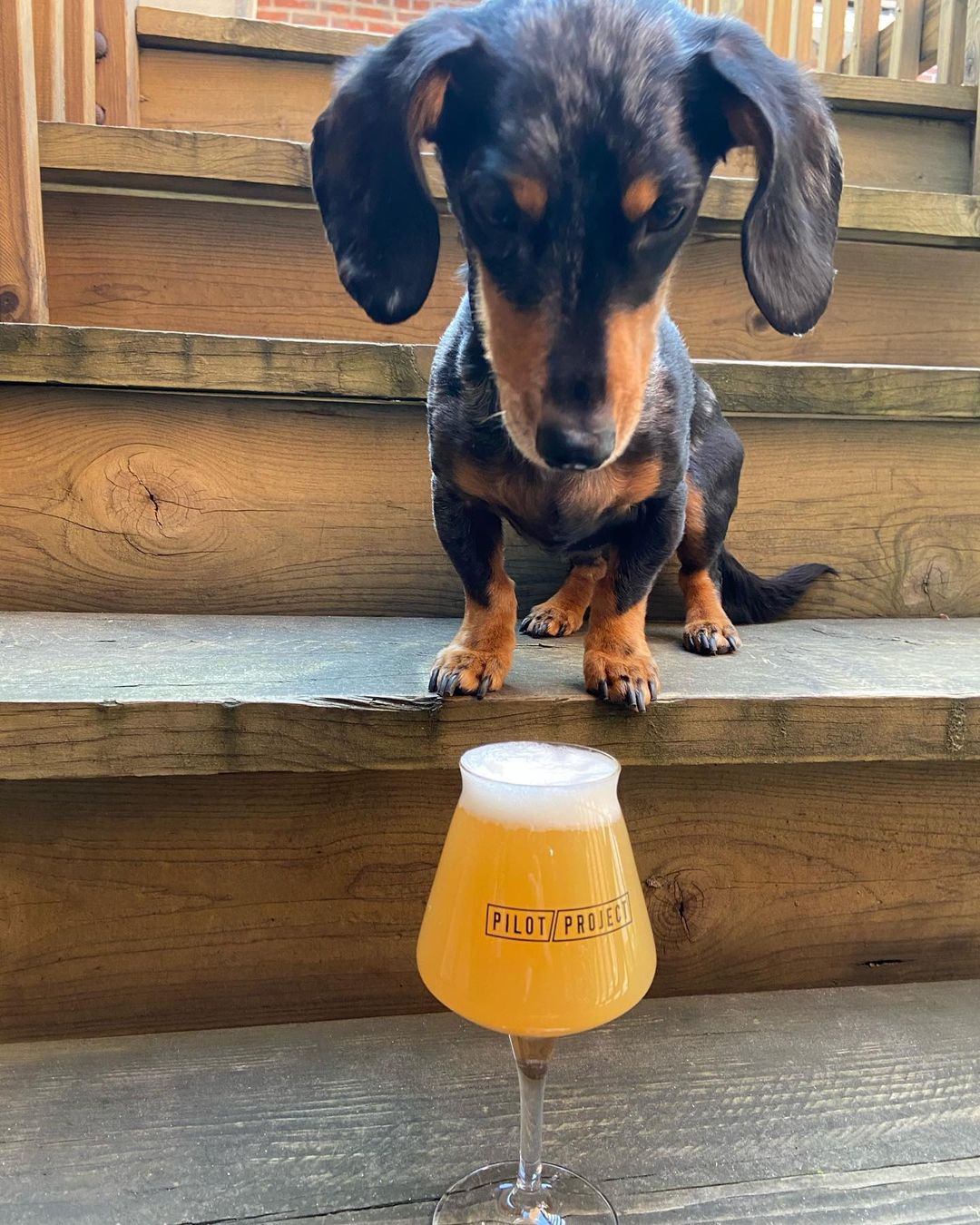 Best Dog-Friendly Breweries in Chicago - bits and bites