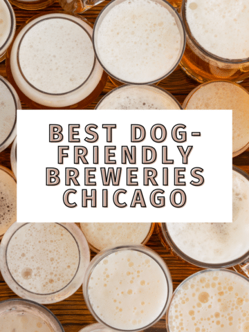 dog friendly breweries