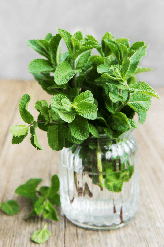 Here are 10 of the best basil substitute options you can use instead. 