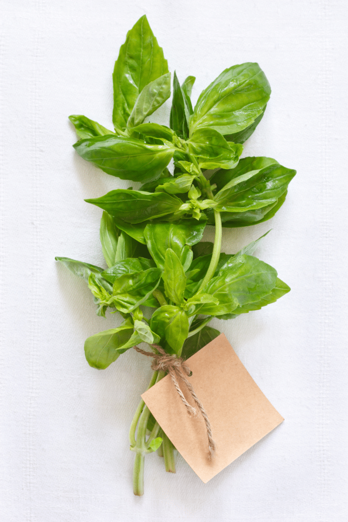 10 Best Basil Substitute Ideas bits and bites